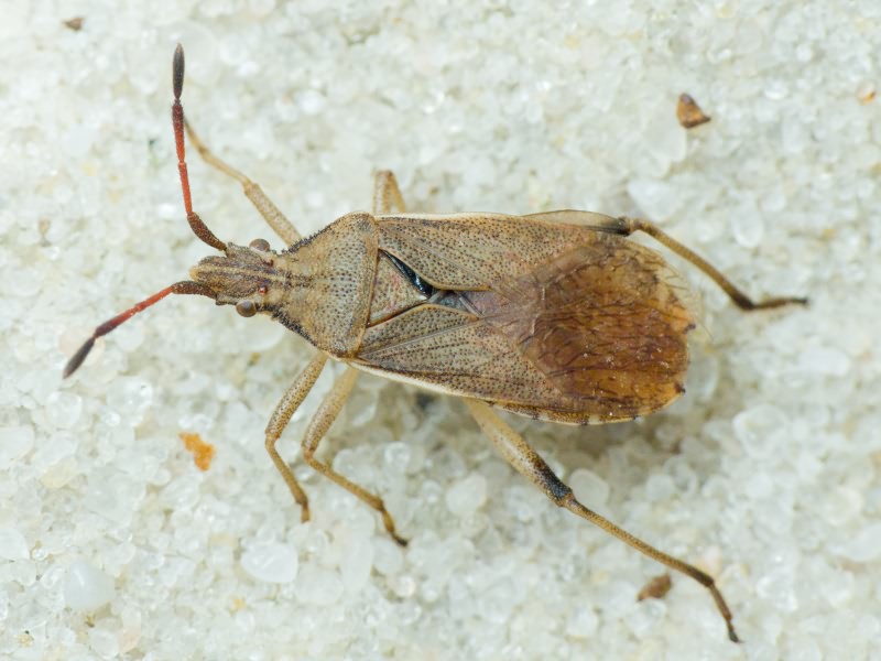Ceraleptus lividus Stein, 1858